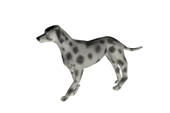 Dalmation_MidPose_VerA